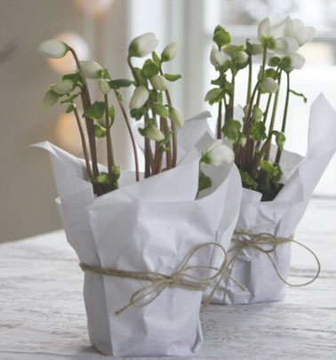A Noël, un cache pot blanc au déco de fête réalisé avec du papier d'emballage blanc et de la ficelle pour décorer le centre de table de pots de roses de Noël