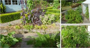 Pour faire des économies d'eau, l'arrosage goutte à goutte du potager est une installation préconisée par tous les jardiniers. Découvrez trois astuces pour un arrosage goutte à goutte efficace et pas cher à faire soi-même