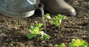Une application faite pour vous si vous n'avez pas la main verte ! Des conseils pour entretenir votre potager et un service d'arrosage afin de s'absenter sans soucis