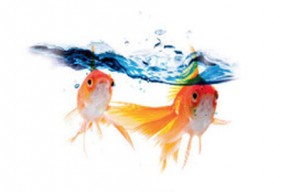 peinture Hydroactiv ' V33 pour peindre mur de la douche et de la salle de bain et qui assure l'étanchéité sur les murs de la salle de bain. Ideale pour douche italienne peinture acrylique 12 couleurs finition satin