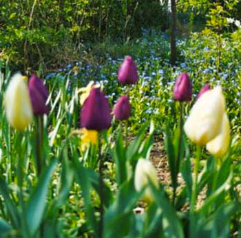Belle floraison de plantes vivaces et à bulbes pour un jardin naturel