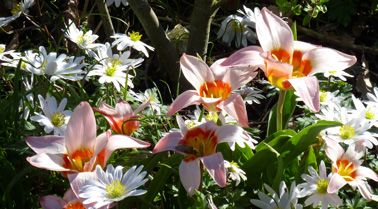 la plantation des bulbes de printemps se fait avant la fin du mois d'octobre en jardinière pour le balcon ou directement en terre dans le jardin