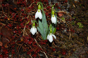 Le perce neige un des premiers bulbes qui fleurit au printemps