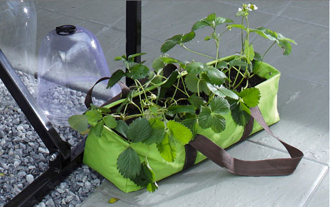 Jardinière sac souple en toile de couleur vert pour cultiver des fraise sur son balcon qui se déplace à volonté selon les caprices du soleil. 