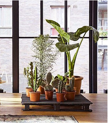 Plantes d'intérieur rassemblées sur une palette bois pour créer un espace jardin d'hiver dans le salon.
