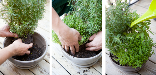 Placez ensuite la plante dans le nouveau pot, comblez par du terreau et tassez la terre