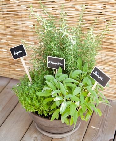 Sur le balcon vous pouvez planter sauge, romarain et thym dans le même pot