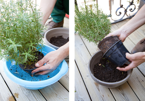 assurer un bon rempotage des herbes aromatiques en mouillant terre et racines dans une bassine d'eau