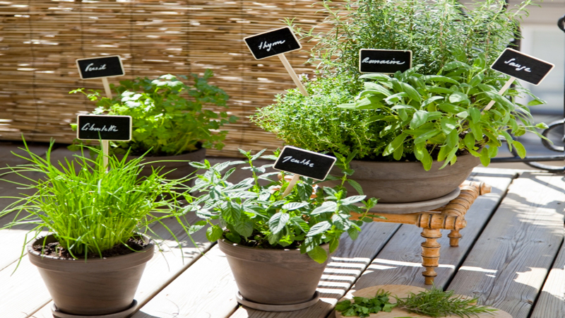 Tuto et conseils pour planter et cultiver des plantes aromatiques en pot sur un balcon en ville pour avoir thym, ciboulette, laurier ...toute l'année