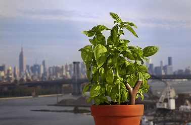 Flower Power, un système intelligent et connecté pour anticiper les besoins de vos plantes vertes Une allure de petite branche ne faisant presque qu’un avec la plante, le Flower Power a tout pour plaire ! Directement planté dans la terre et alimenté par piles cet objet est connecté en Bluetooth 4.0. Il peut ainsi mesurer la température ambiante, la luminosité ainsi que les nécessités en engrais et l’humidité de la terre. Une innovation pour garder ses plantes en forme facilement !