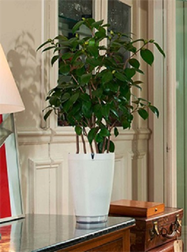 Un pot arroseur surprenant et astucieux by Parrot Le Parrot Pot 2 est la solution ultime aux problèmes d'arrosage. Doté d'une réserve d'eau de 2,2 litres, ce pot design blanc simple distribue l'eau en fonction des besoins de la plante et de la commande qui est faite. Ainsi via une simple application pour smartphone vous pourrez, à distance, contrôler l’arrosage de votre plante afin d’éviter qu’elle ne se dessèche. Fini les mauvaises surprises de retour de vacances, vos plantes seront toujours aussi pimpantes que quand vous les avez laissées !