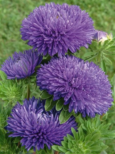 Des asters bleues, un goût de printemps en automne De la famille des astéracés, les asters bleues se plantent en pot ou en jardinière sur le balcon.
