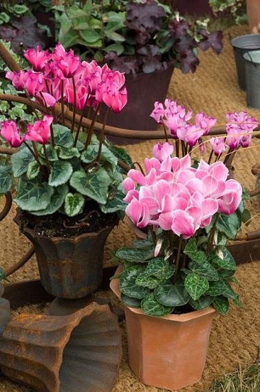Les cyclamens en pots choisis comme plantes sur le balcon sont une bonne idée de déco végétale pour l'automne. 