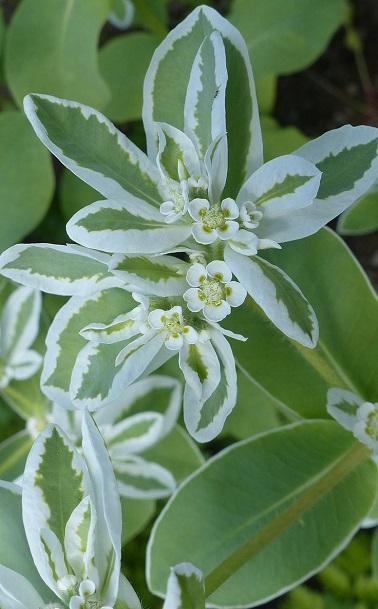 Ces euphorbes blanches conviennent très bien comme plante balcon sans entretien particulier.