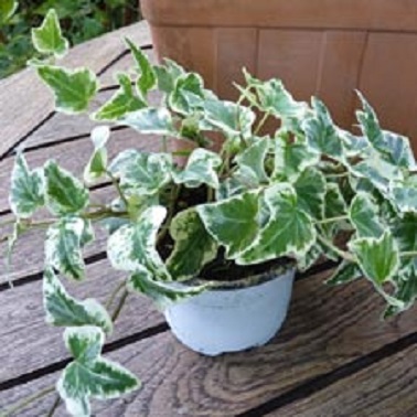 Du lierre panaché en pot pour le balcon Le lierre est une plante balcon idéale à planter en pot pour la laisser pendre ou la faire grimper au mur.