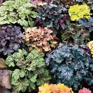 Les heuchères sont comme des petits buissons. Ce sont des plantes balcon faciles d'entretien