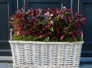 Une jardinière de lecothoe comme plante balcon c'est l'assurance d'un extérieur toujours coloré.