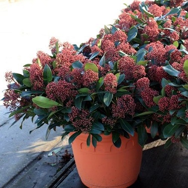 En pot la skimmia japonica décore le balcon La Skimmia Japonica est une espèce de plante balcon résistante et très décorative.