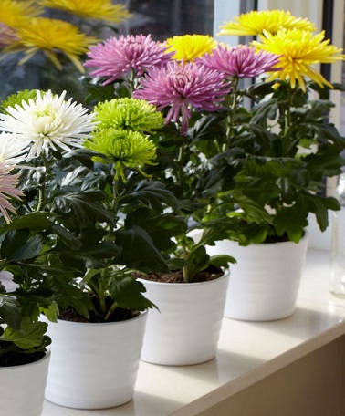 La marguerite d’automne s’achète en pot à l’automne et peut être plantée en jardinière. Idéale comme plante balcon en automne et jusqu’au printemps.