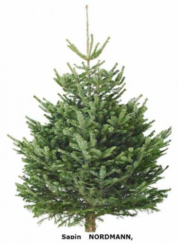 Pour acheter son sapin de Noël Nordman chez Ikea Précommande en ligne à retirer en magasin à partir du 28 novembre 2015. Hauteur : 140 cm, Prix 24,99 € avec carte cadeau de 20€ offerte