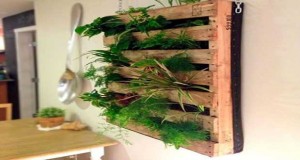 Un mur végétal fait avec une palette, un aménagement déco balcon gain de place. Avec une palette, faire un potager sur le balcon, installer des plantes sur un mur devient possible.