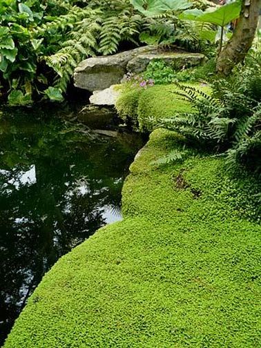 Un bassin de jardin zen bordé d’helxine Dans un jardin zen qui a demandé beaucoup de travail, les mauvaises herbes n’ont pas leur place. Planter des plantes couvre-sol évite que la nature ne reprenne le dessus !