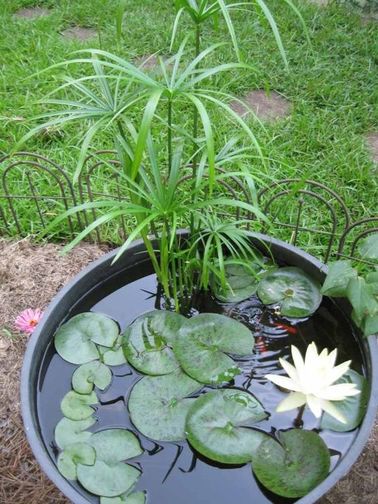 bassin ou fontaine de jardin zen avec plantes