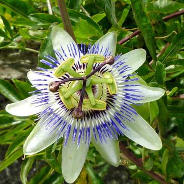 Une fleur du jardin décorative et curative : la passiflore
