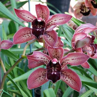Une fleur du jardin décorative et vivace : l’orchidée