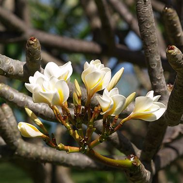 Le frangipanier, une fleur du jardin exotique et enivrante