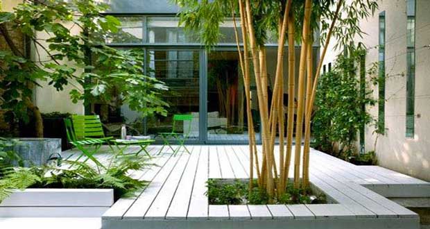 quel arbre pour jardin zen