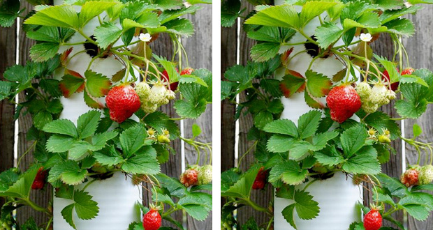 Un DIY ultra simple et rapide à faire pour fabriquer un joli jardin suspendu pour les fraises ! Une déco de jardin originale pour un extérieur tendance à réaliser pile-poil pour l'arrivée des beaux jours