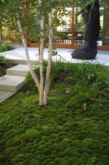 Un jardin zen recouvert d’un tapis de mousse La beauté du jardin zen réside aussi dans ses sols épurés. Recouverts de gravier ou de mousse, ils ont toujours un air net et bien tenu !