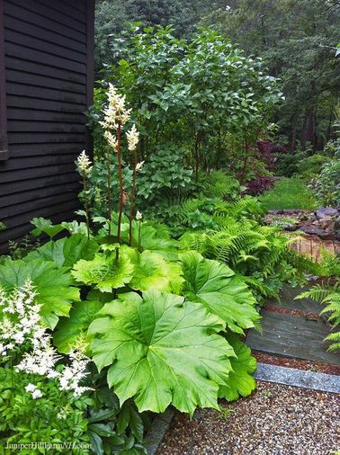 Le jardin zen se pare de massifs de plantes à larges feuilles Le jardin zen est caractérisé par des massifs de plantes qui dialoguent et forment une unité malgré leur diversité. Ce déséquilibre constant est typique du jardin japonais.