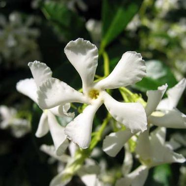 Le jasmin, une fleur du balcon odorante et raffinée