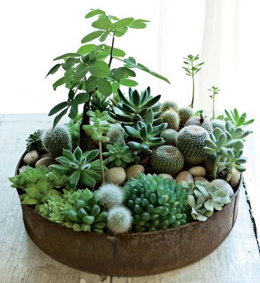 comment planter succulentes