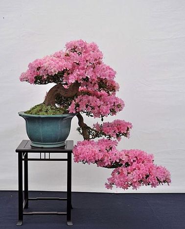Le must du jardin zen : une azalée en bonzaï Un jardin zen peut abriter toutes sortes d’essences florales qui apportent de la couleur et de la gaieté. Ce bonzaï d’azalée a demandé des années de travail, mais quelle beauté !