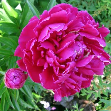La pivoine, fleur du balcon romantique et magnifique