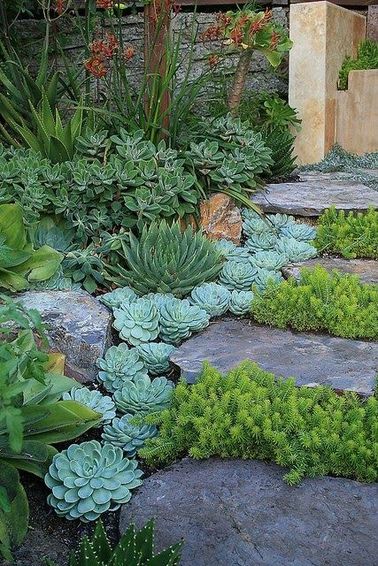 La succulente se pose en parterre dans le jardin et les rocailles On adore les succulentes dans le jardin. Vivaces et demandant peu d’entretien, elles ornent nos parterres et soulignent une allée sinueuse en créant un effet graphique super design.