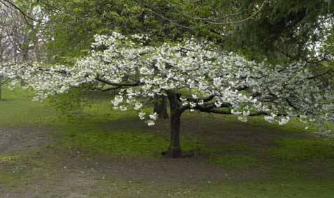 lorsqu'il est en pleine floraison, le cerisier du japon parfume et colore le jardin zen d'une belle touche blanche