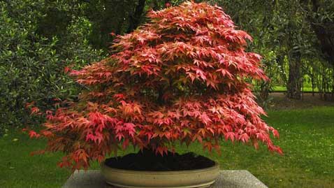 L'érable du japon appelé aussi Acer Palmatum est l'arbre d'excellence d'un jardin zen pour la couleur rouge de son feuillage 