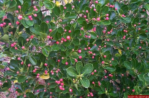 avec ses petites fleurs roses, le fusain fait parti des arbustes faciles à cultiver dans un jardin zen