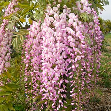 pouvant atteindre 2 mètres de hauteur, la glycine avec ses grappes de fleurs roses ou blanches est un ravissement au milieu d'un jardin zen