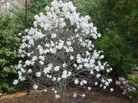 Dans un jardin zen, le magnolia étoilé répand de ses jolies fleurs blanches une ambiance aérienne et sereine
