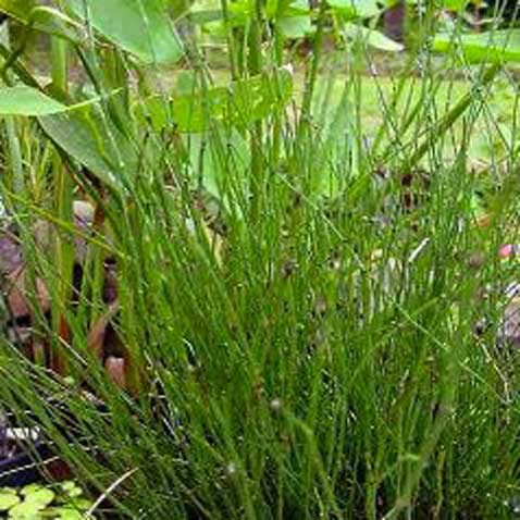 plante vivace, la prèle du japon se plait près dans bassin d'eau dans un jardin zen 