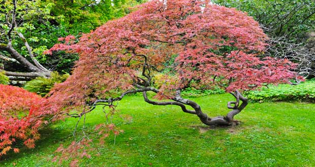 Bambou, cerisier du japon, magnolia, et autres troènes du japon, le jardin zen s'aménage avec des arbres à feuillage persistant et arbustes à fleurs