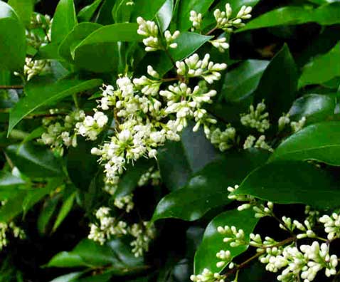 on l'aime pour son feuillage persistant et ses fleurs blanches délicates, le troene du japon est indissociable du jardin zen