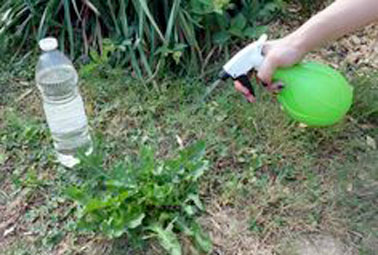 Application du désherbant naturel sur les mauvaises herbes A l’aide d’un pulvérisateur, on applique directement le désherbant naturel et du vinaigre sur les mauvaises herbes de la pelouse afin qu’ils ne viennent pas gêner les autres plantes.