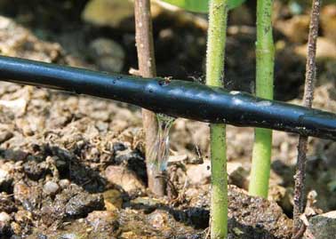 A partir d'un tuyau souple, l'arrosage au goutte à goutte des tomates et autres légumes du potager se fait par perçage du tuyau ou l'installation de goutteurs au dessus ou aux pieds des plantations 
