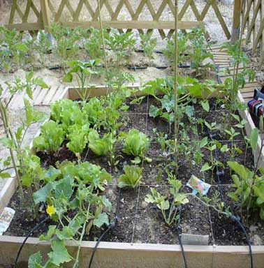 Un tuyau poreux est une solution pour installer un arrosage goutte à goutte dans un carré potager. Veiller à poser le tuyau en même temps que les plans de salade ou pied de tomates